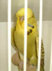 DSCF0022.jpg (7845 bytes)