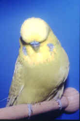 begaawhite.jpg (34430 bytes)