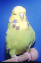 begybthompson.jpg (35139 bytes)