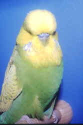 bybburnecrooks.jpg (36873 bytes)