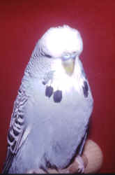 intyblawrie.jpg (38870 bytes)