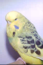 novybharvey.jpg (34757 bytes)