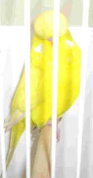 CIMG0124_2.jpg (6472 bytes)