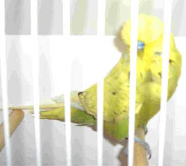 CIMG0126_2.jpg (10582 bytes)